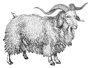 angora-goat
