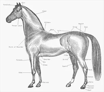 Horse-parts