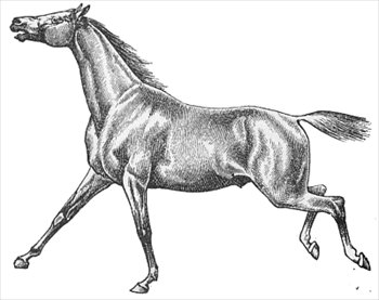 horse-10