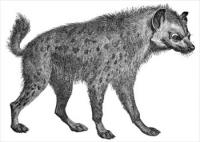 hyena