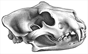 lion-skull
