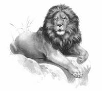 lion