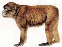 Barbary-Ape