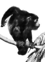 Howler-Monkey