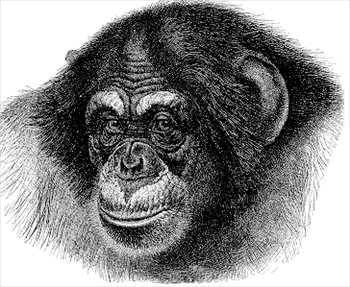 chimp