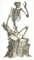 monkey-skeleton