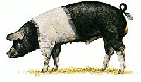 Saddleback-Pig