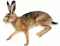 Brown-Hare