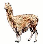 Alpaca-1