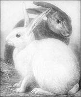 rabbits