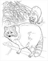 raccoons-coloring-page