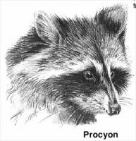 racoon