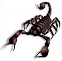 scorpion