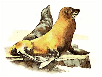 California-sea-lion