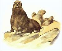 fur-seal