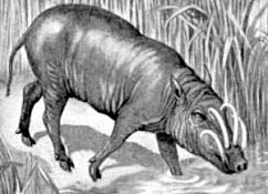 Babiroussa