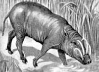 Babiroussa