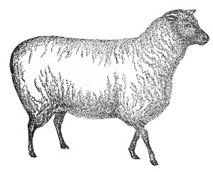 sheep-3