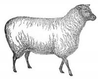sheep-3