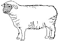 sheep