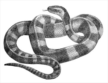 banded-krait