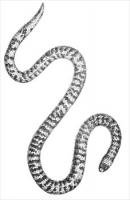 coral-snake