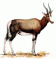 Bontebok