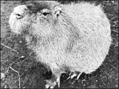 Capybara