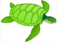 green-sea-turtle