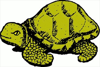 tortoise