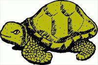 tortoise