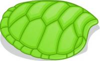 turtle-shell