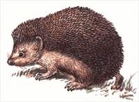 Daurian-hedgehog