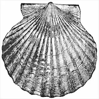 Bay-Scallop