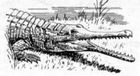 Gavial