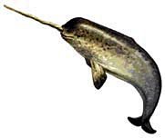 Narwhal