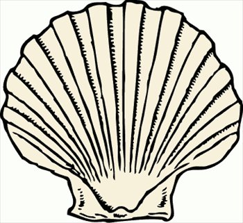 scallop-shell