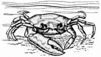 Fiddler-Crab