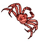 crab