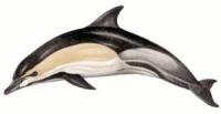Common-Dolphin