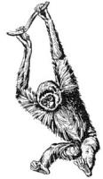 Gibbon