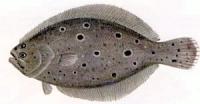 Flounder