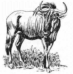 Gnu