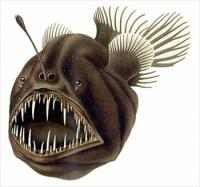 Humpback-anglerfish