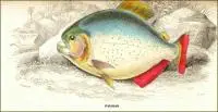Piranha-7