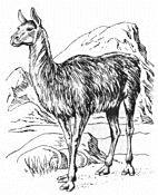 Guanaco