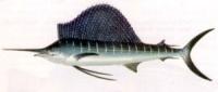 Sailfish