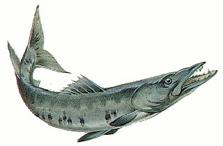 barracuda