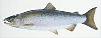 coho-salmon