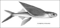 flyingfish-Cypsilurus